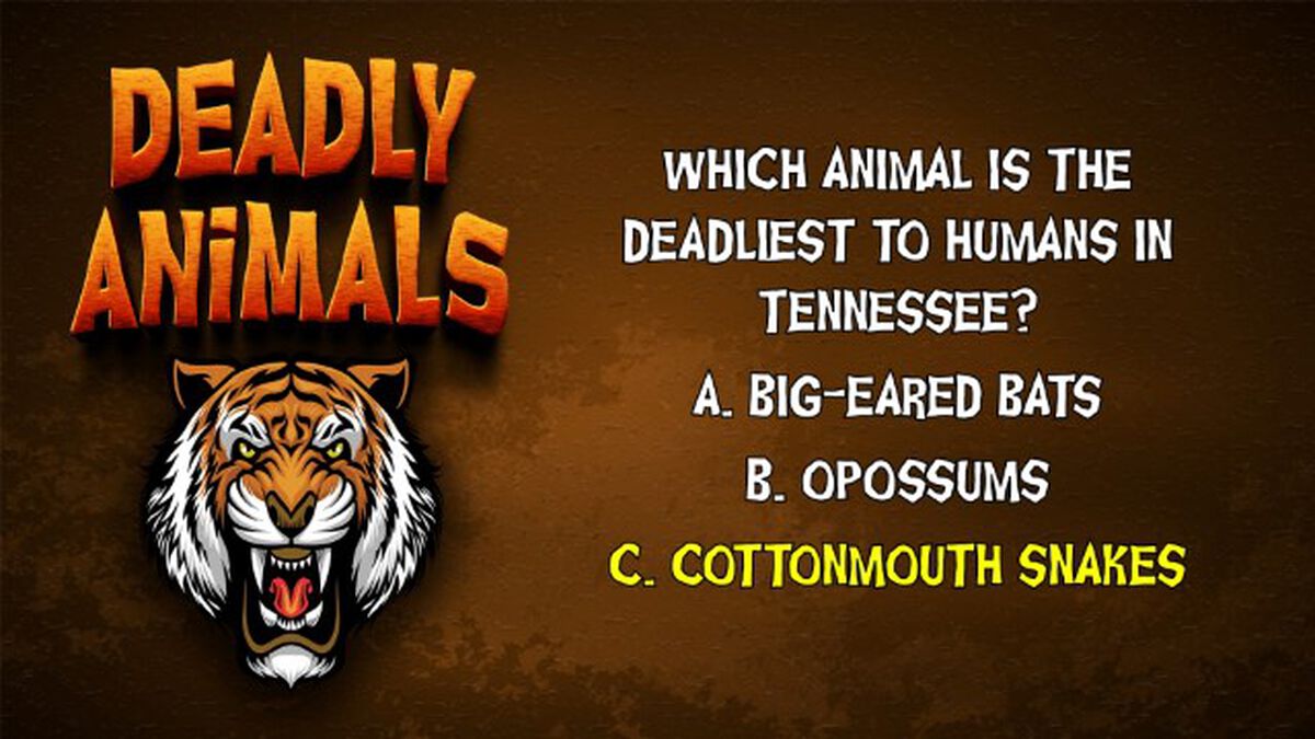 Deadly Animals Round Two image number null